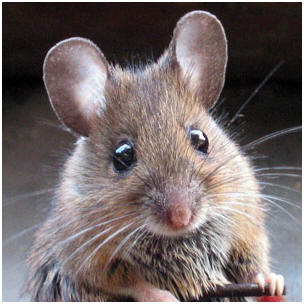House Mouse